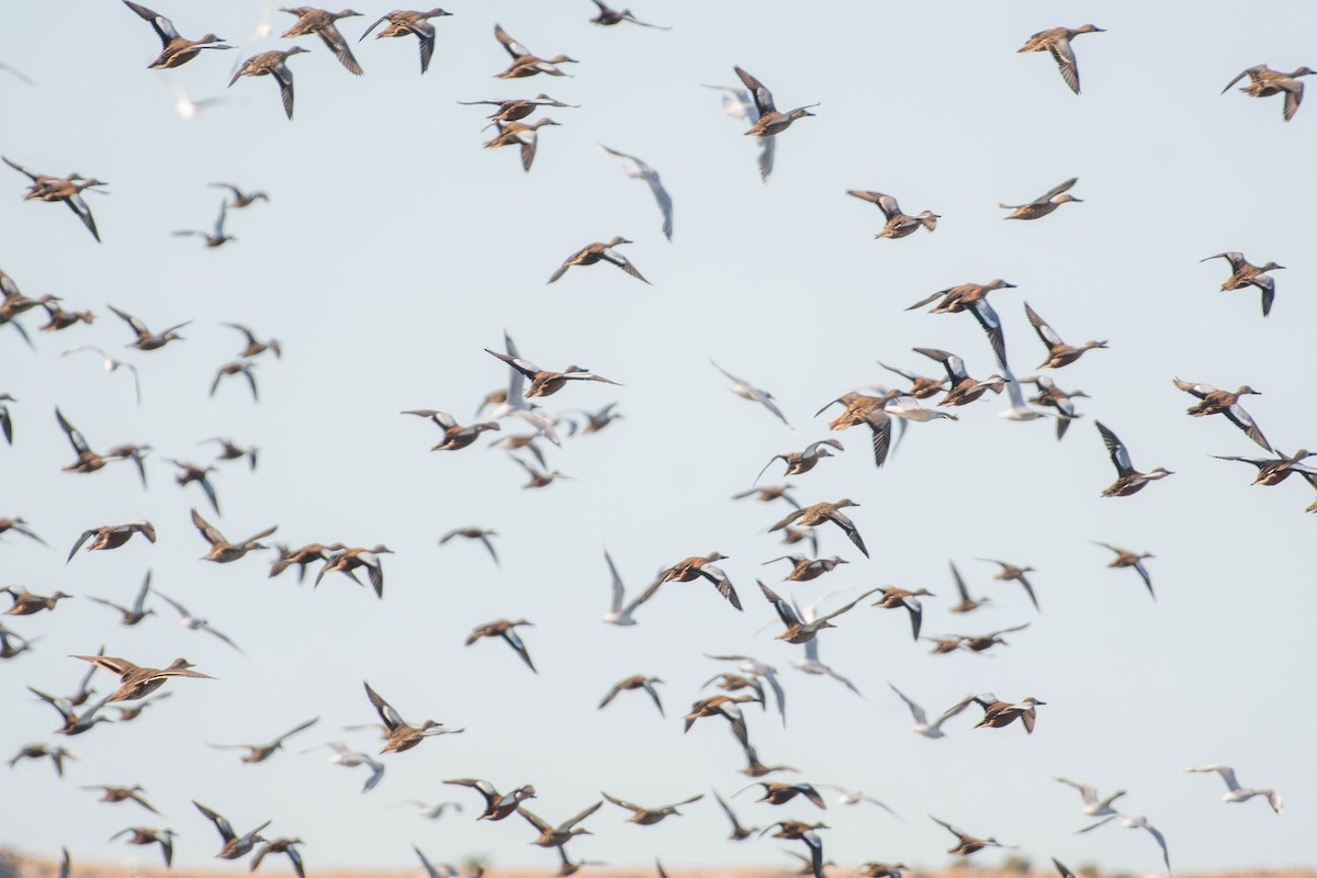 Red Shoveler - ML644608880