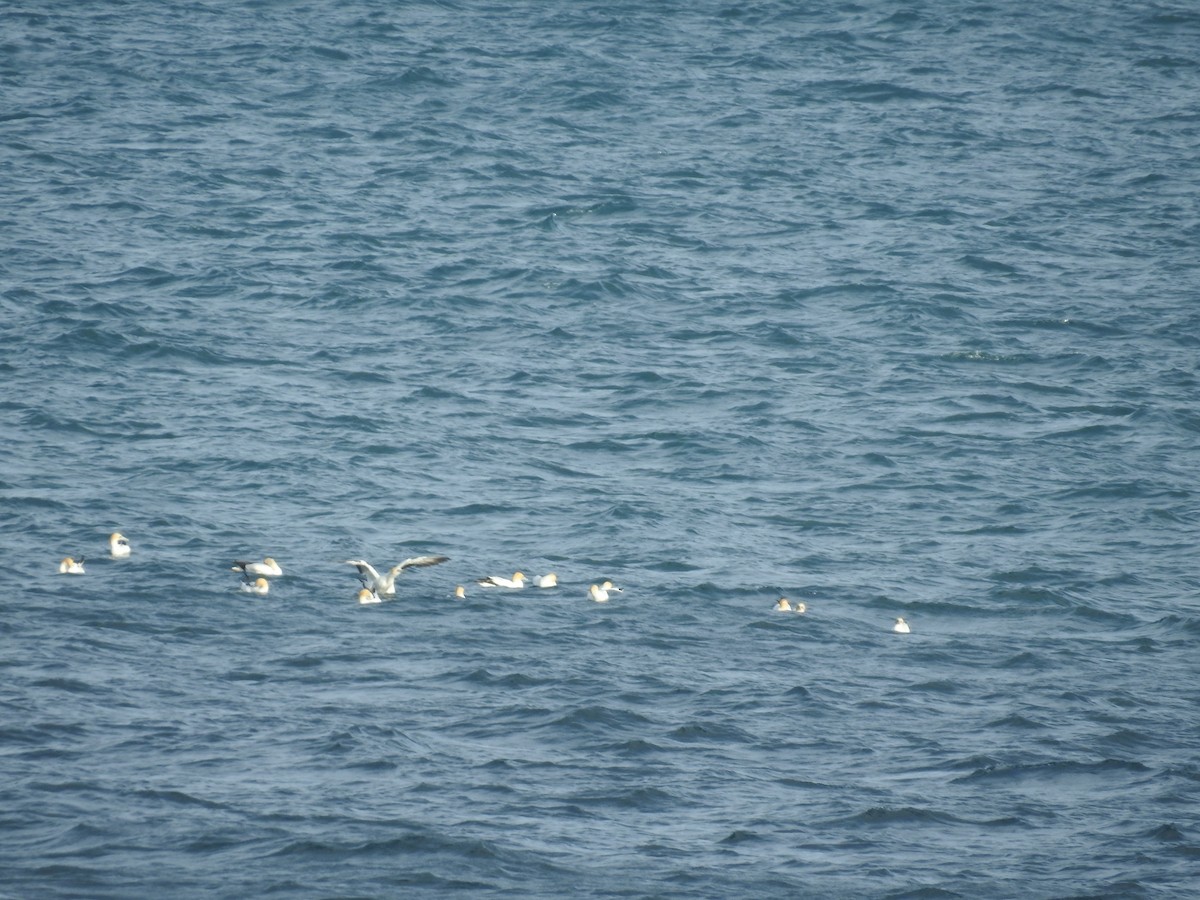 Australasian Gannet - ML644608882