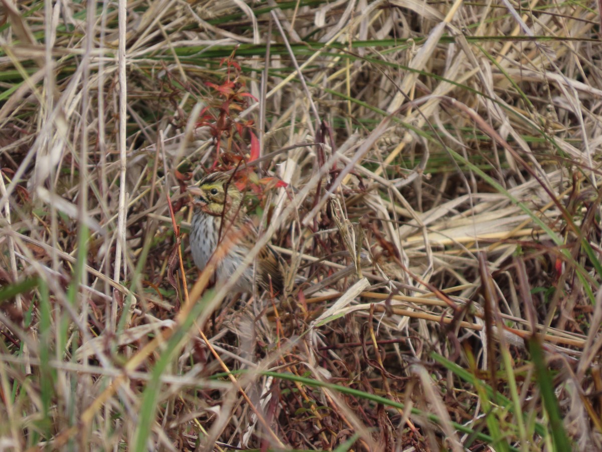 稀樹草鵐 - ML644608884