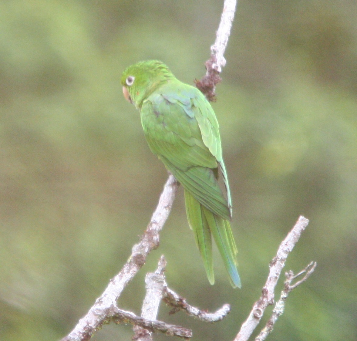 White-eyed Parakeet - ML644608887