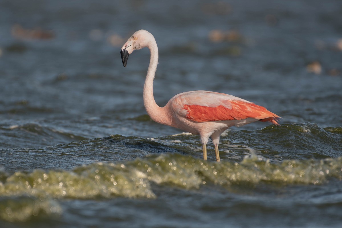 plameňák chilský - ML644608888