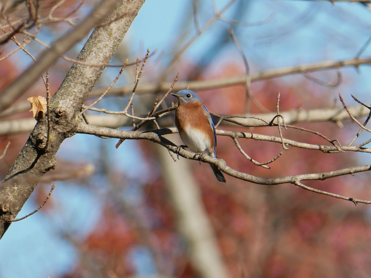 Eastern Bluebird - ML644608889