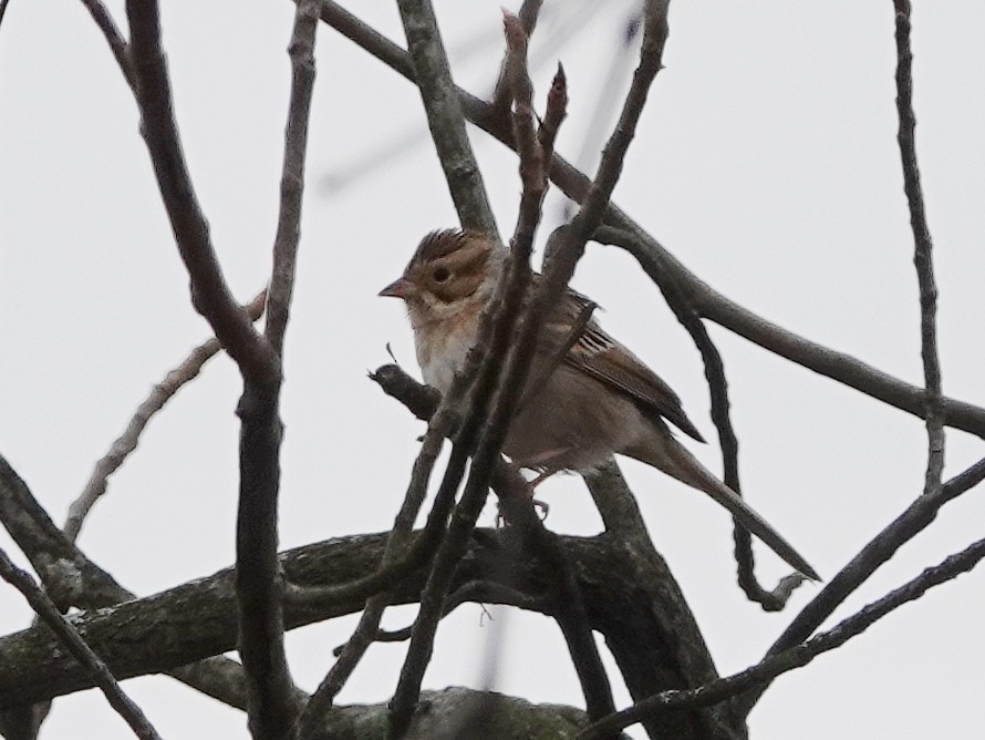 Clay-colored Sparrow - ML644608892