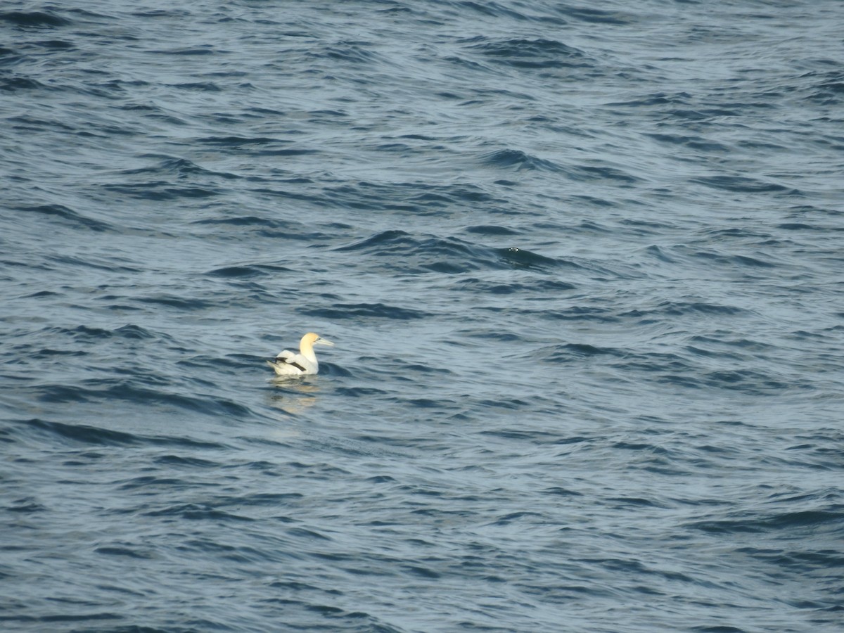 Australasian Gannet - ML644608893