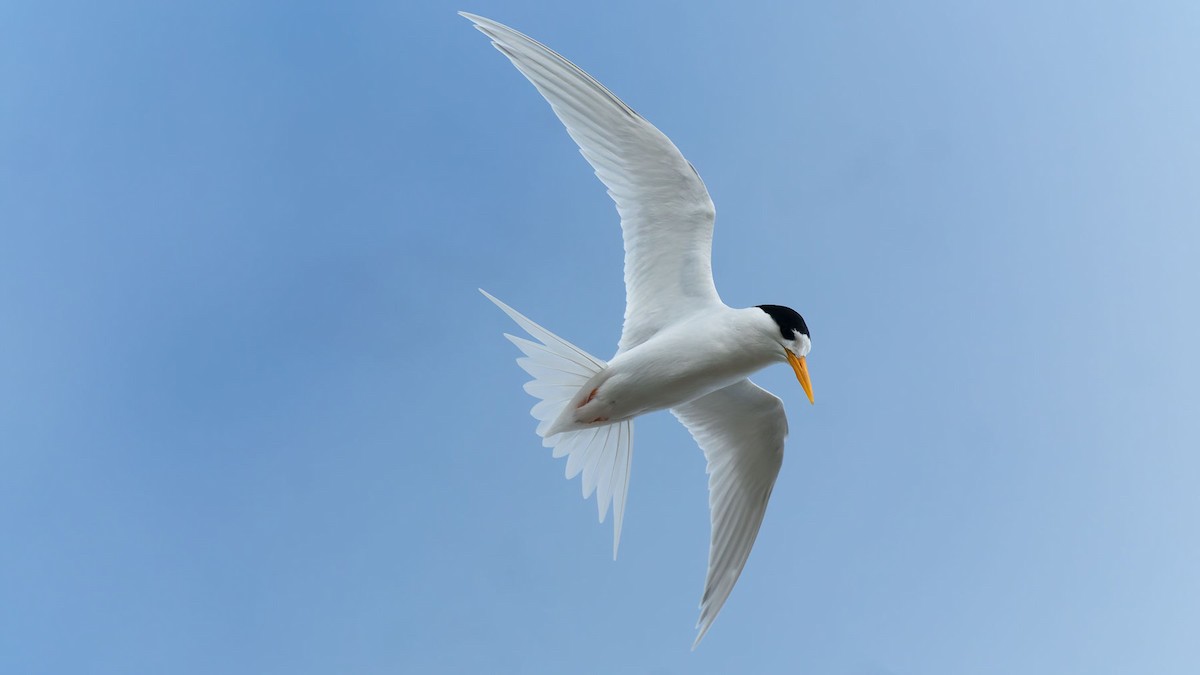 Australian Fairy Tern - ML644608903