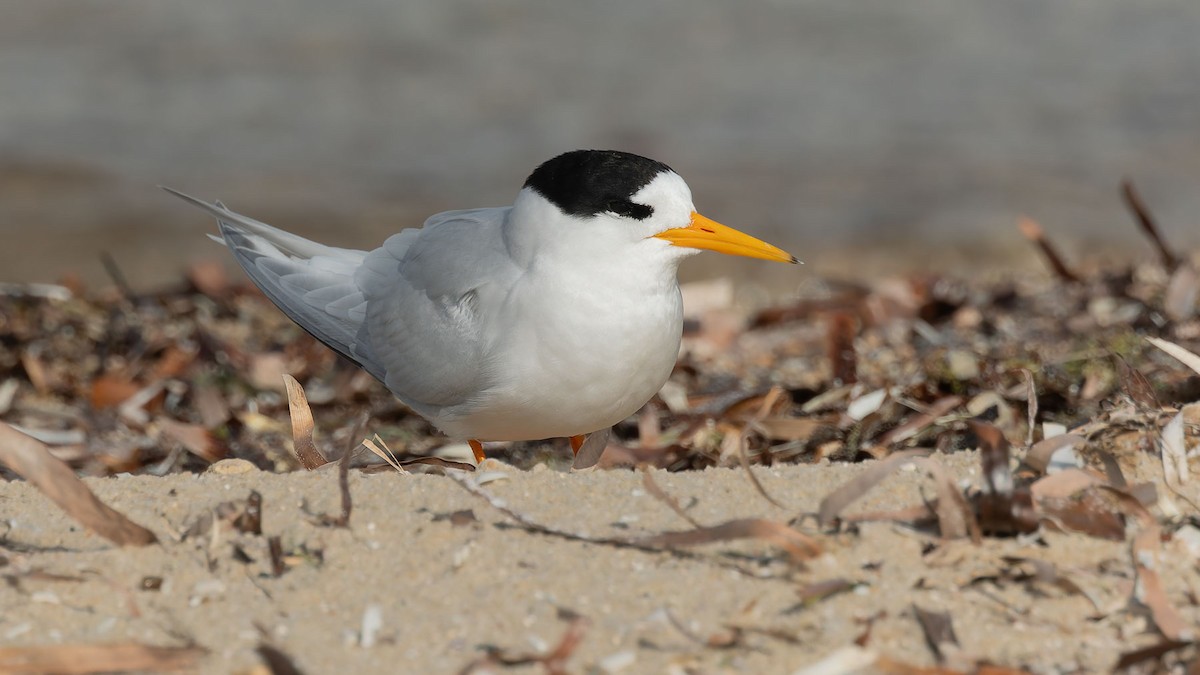 Australian Fairy Tern - ML644608904