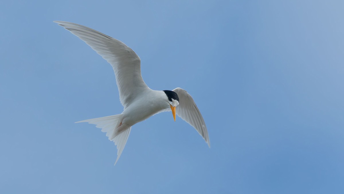Australian Fairy Tern - ML644608905