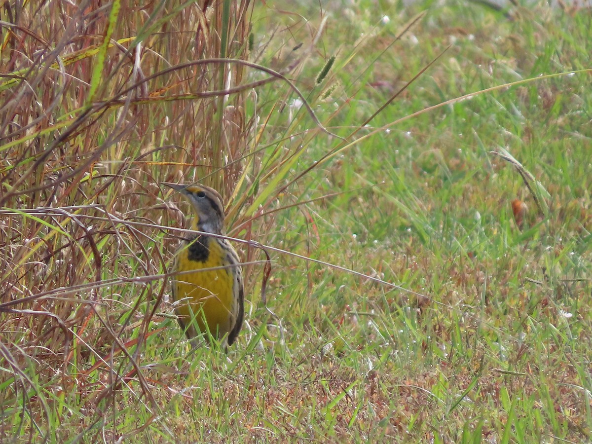 Eastern Meadowlark - ML644608917