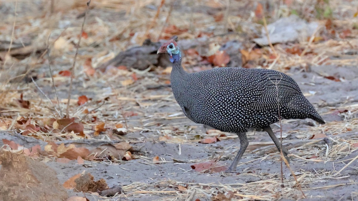Helmeted Guineafowl - ML644608921