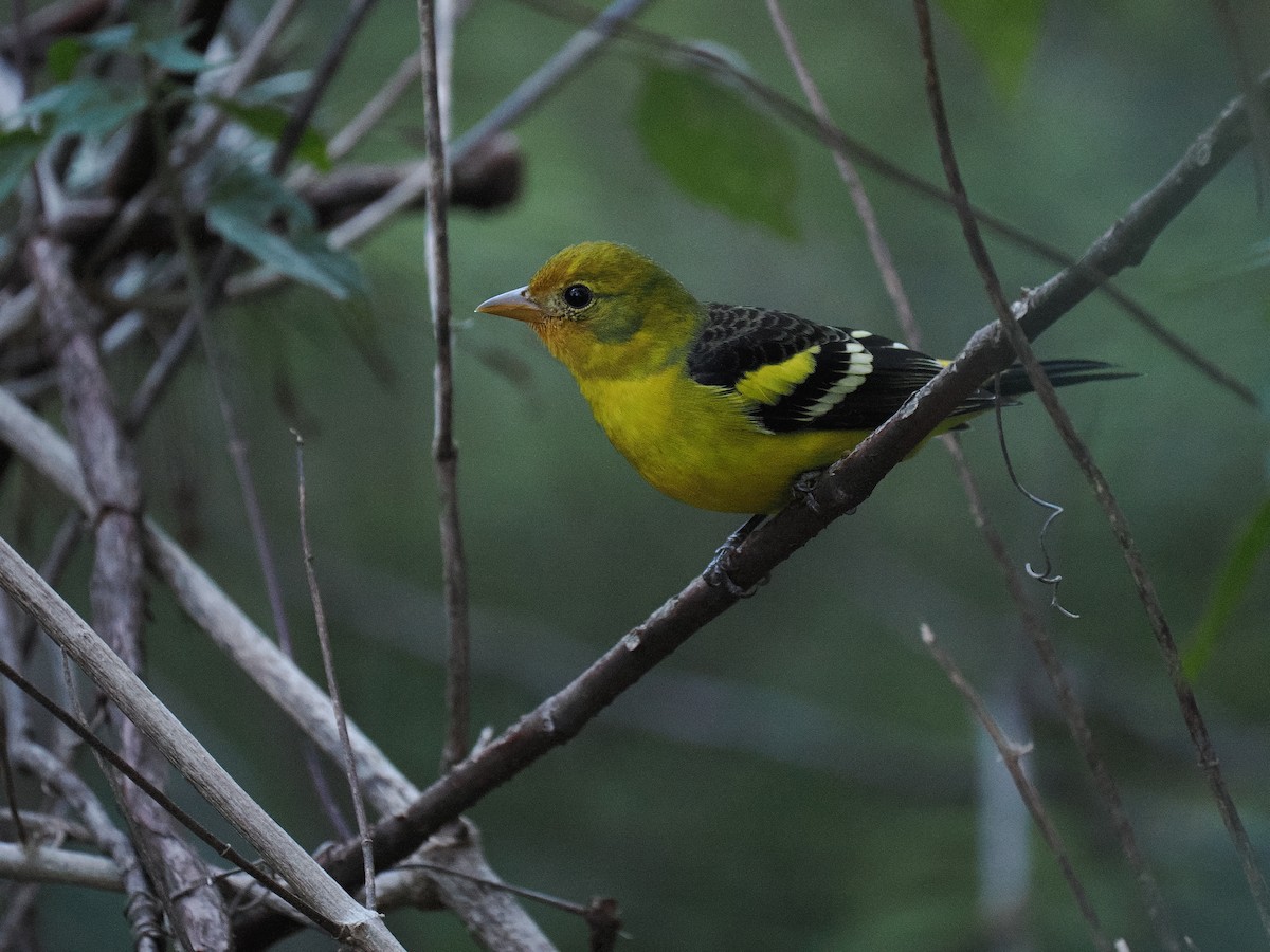 vestpiranga - ML644608923