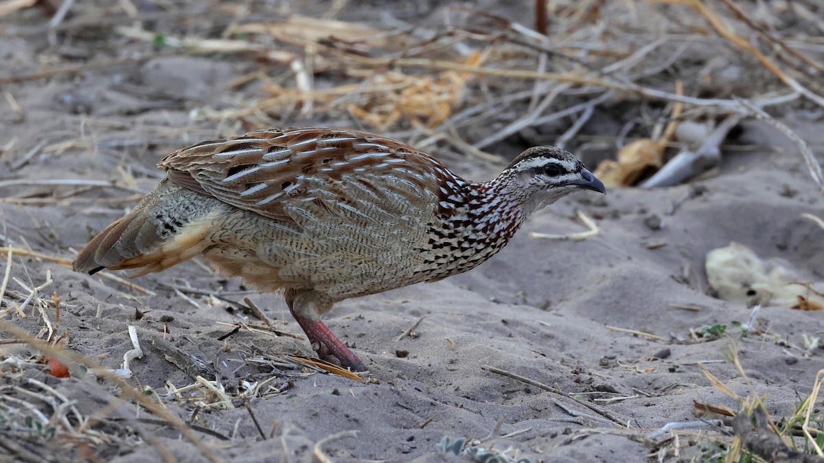 Crested Francolin - ML644608941