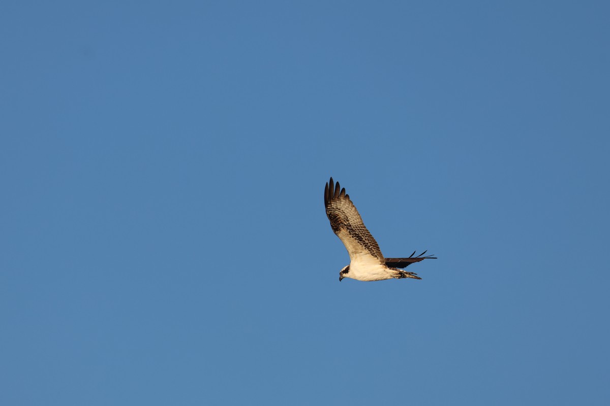 Osprey - ML644608943