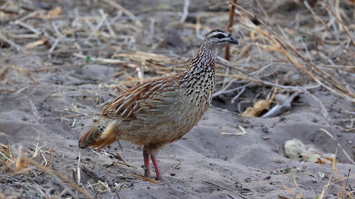 Crested Francolin - ML644608944