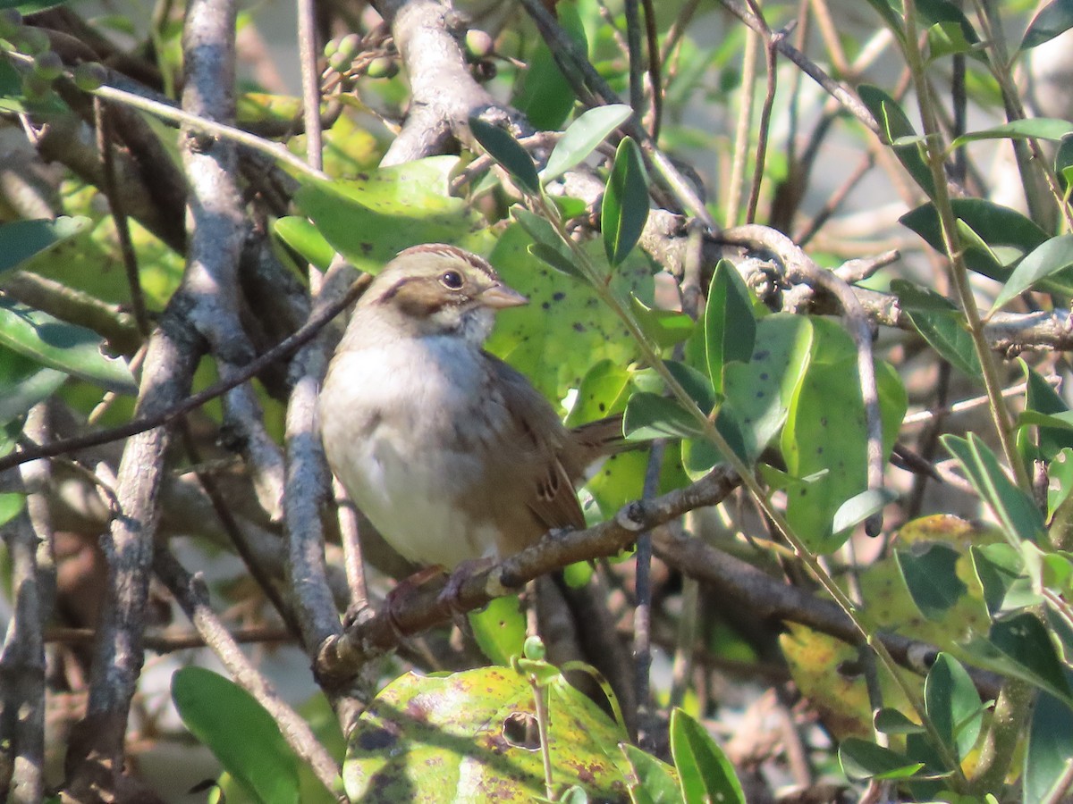 Swamp Sparrow - ML644608945