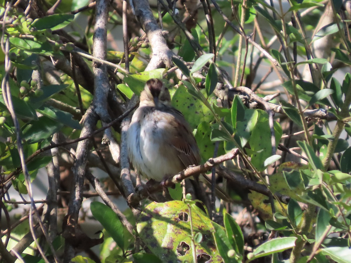 Swamp Sparrow - ML644608946
