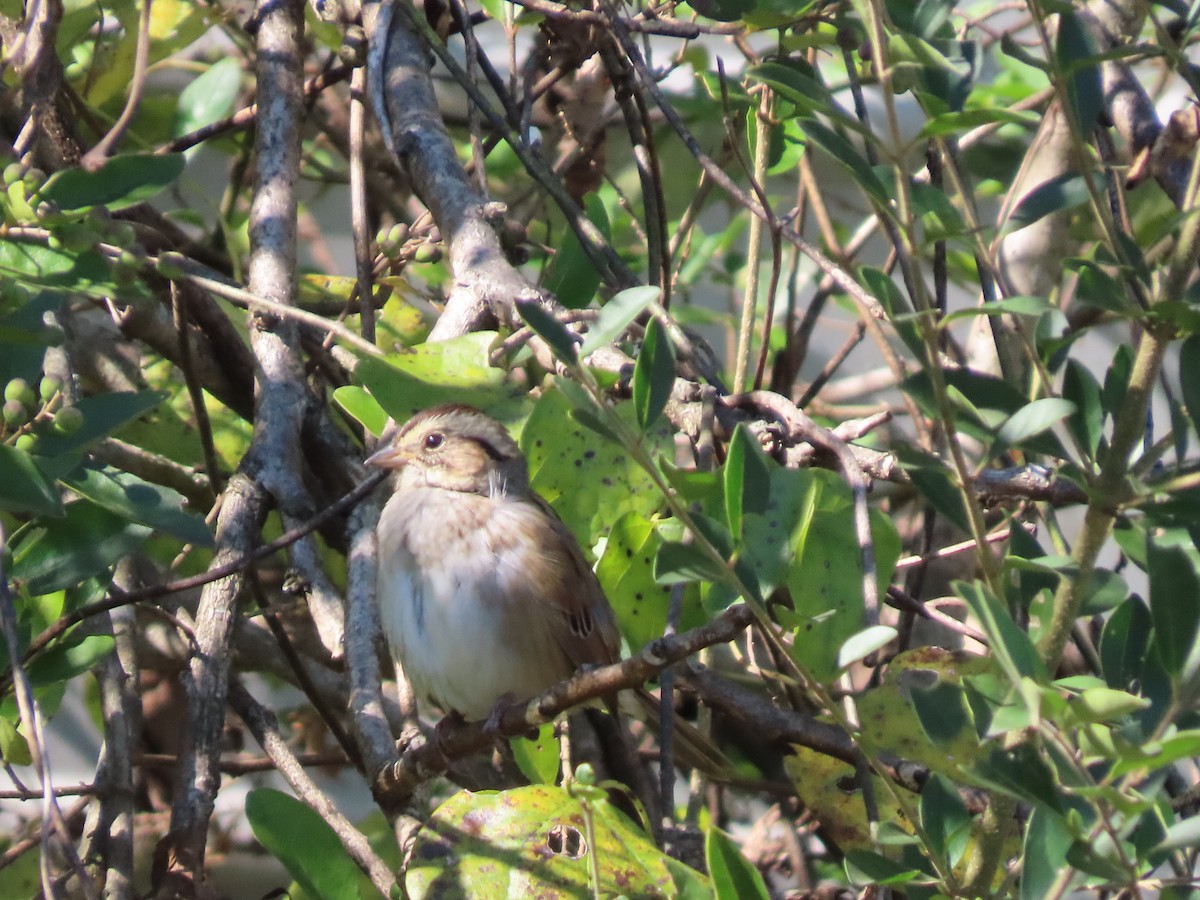 Swamp Sparrow - ML644608947