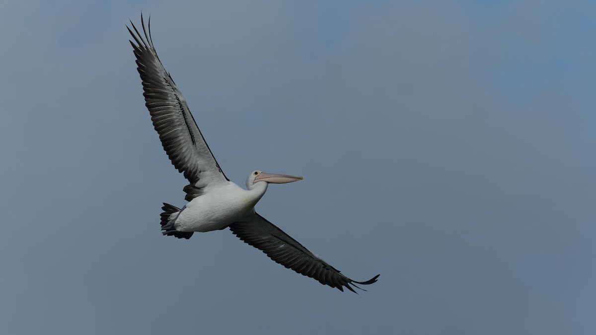 Australian Pelican - ML644608952