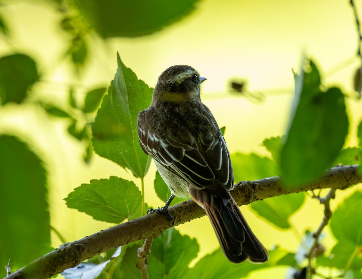 Variegated Flycatcher - ML644608954