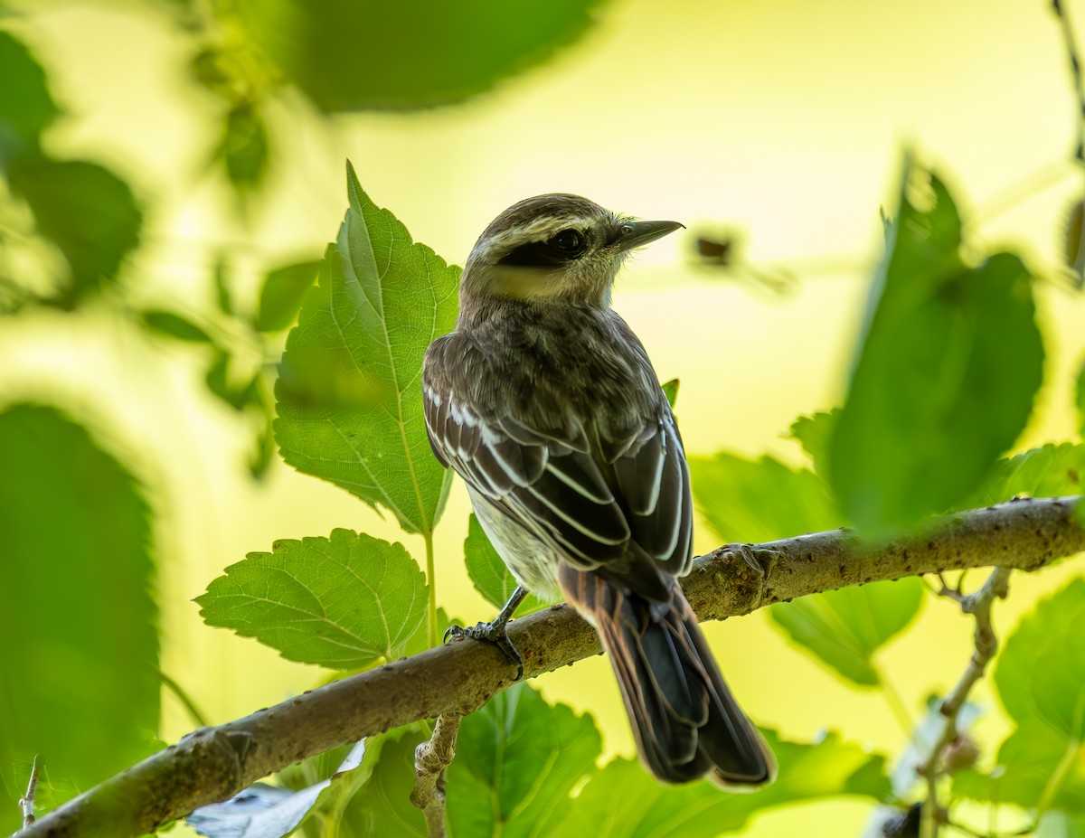 Variegated Flycatcher - ML644608955