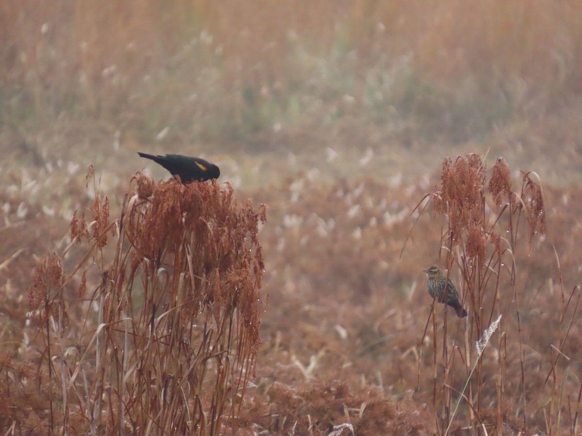 Red-winged Blackbird - ML644608957