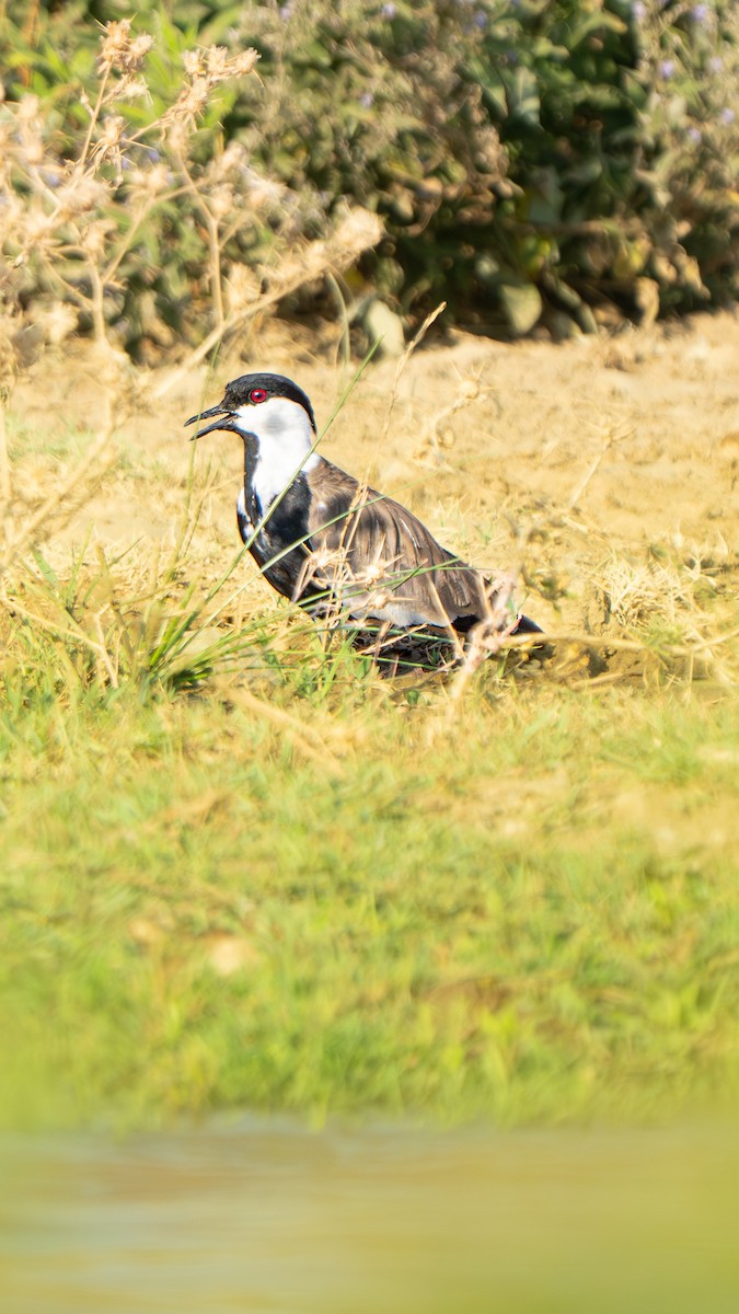 Spur-winged Lapwing - ML644608959