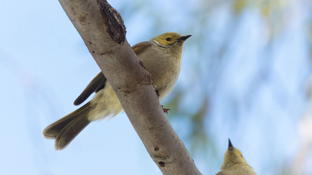 White-plumed Honeyeater - ML644608961