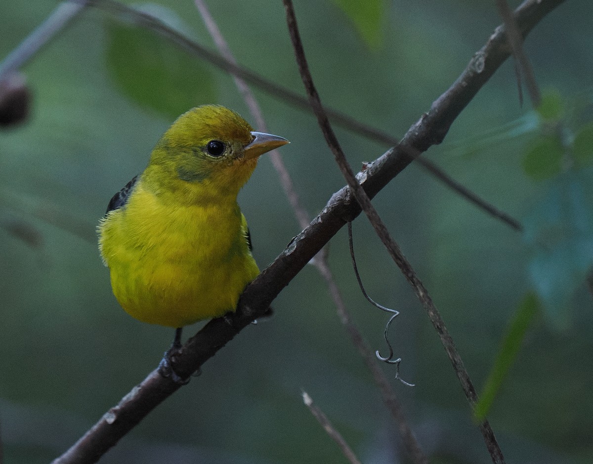 Western Tanager - ML644608967