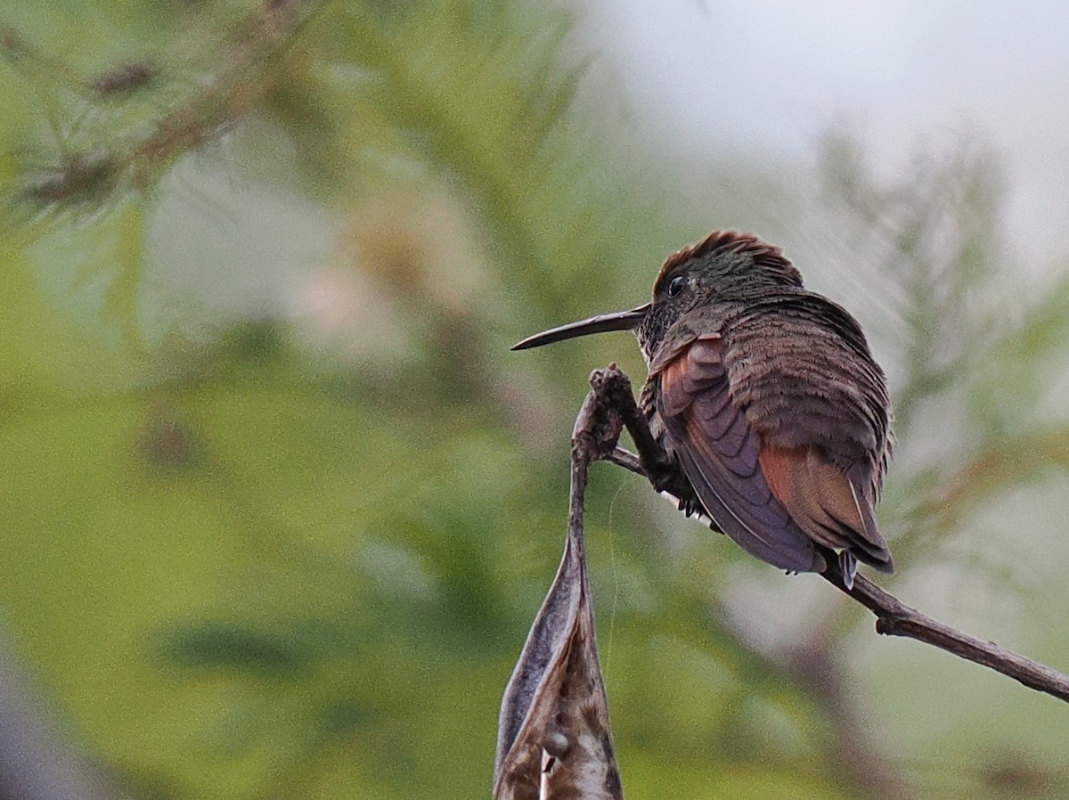 Berylline Hummingbird - ML644608971