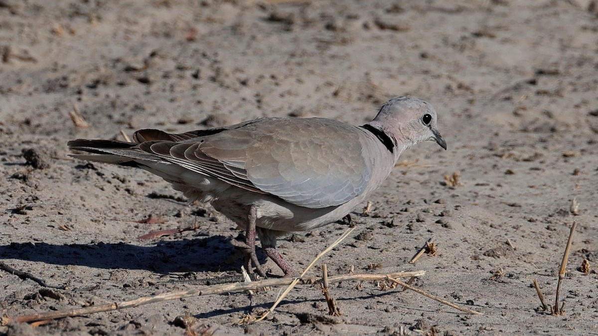 Red-billed Spurfowl - ML644608972