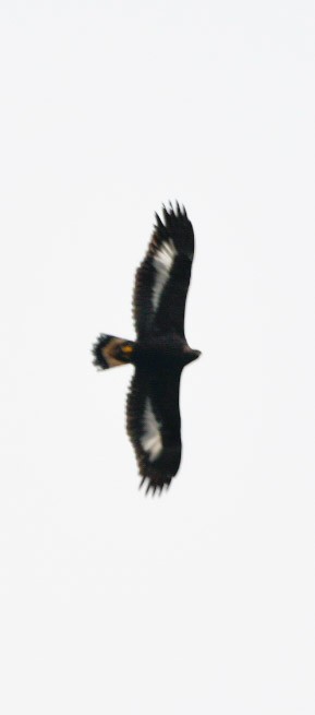 kongeørn - ML644608975