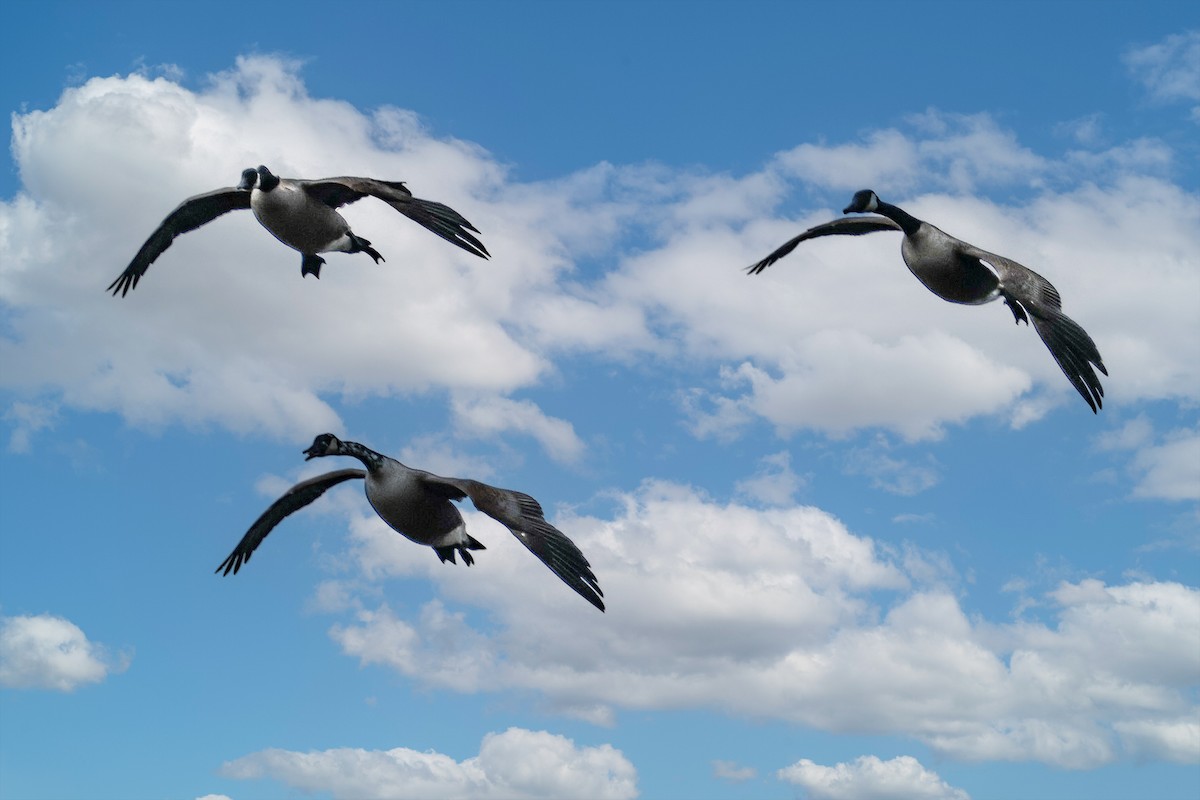 Canada Goose - ML644608977