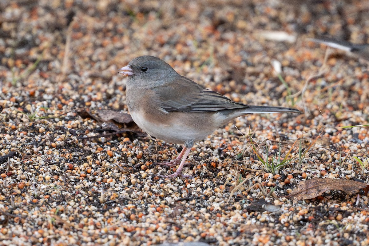 Junco ardoisé (cismontanus) - ML644608979