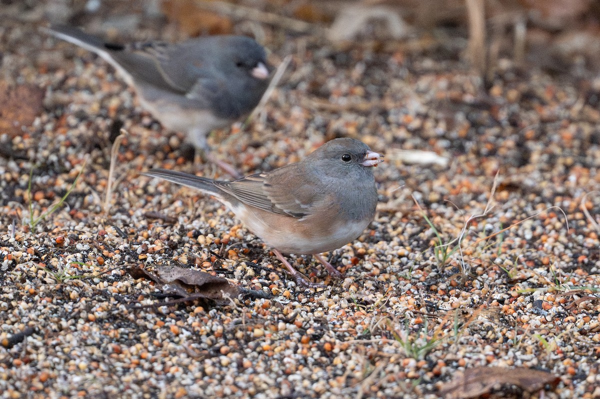 Junco ardoisé (cismontanus) - ML644608980