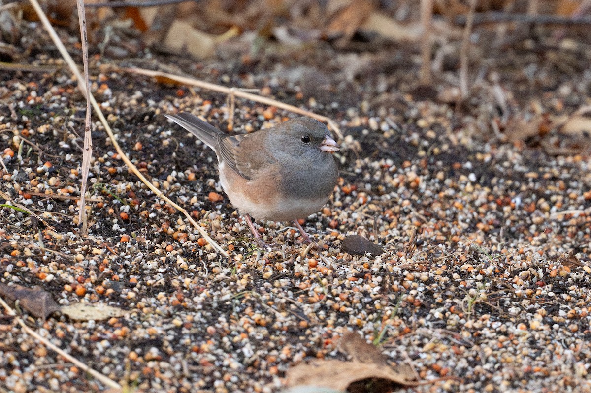 Junco ardoisé (cismontanus) - ML644608981
