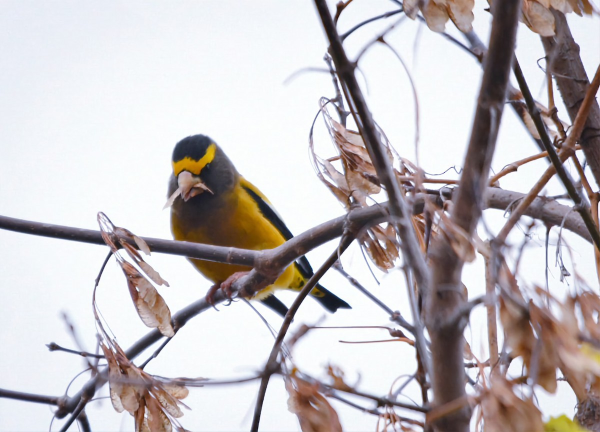 Evening Grosbeak - ML644608989