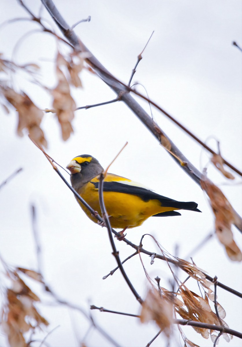 Evening Grosbeak - ML644608990