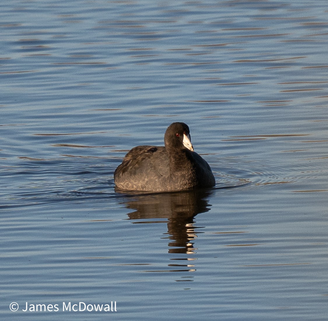 American Coot - ML644608991