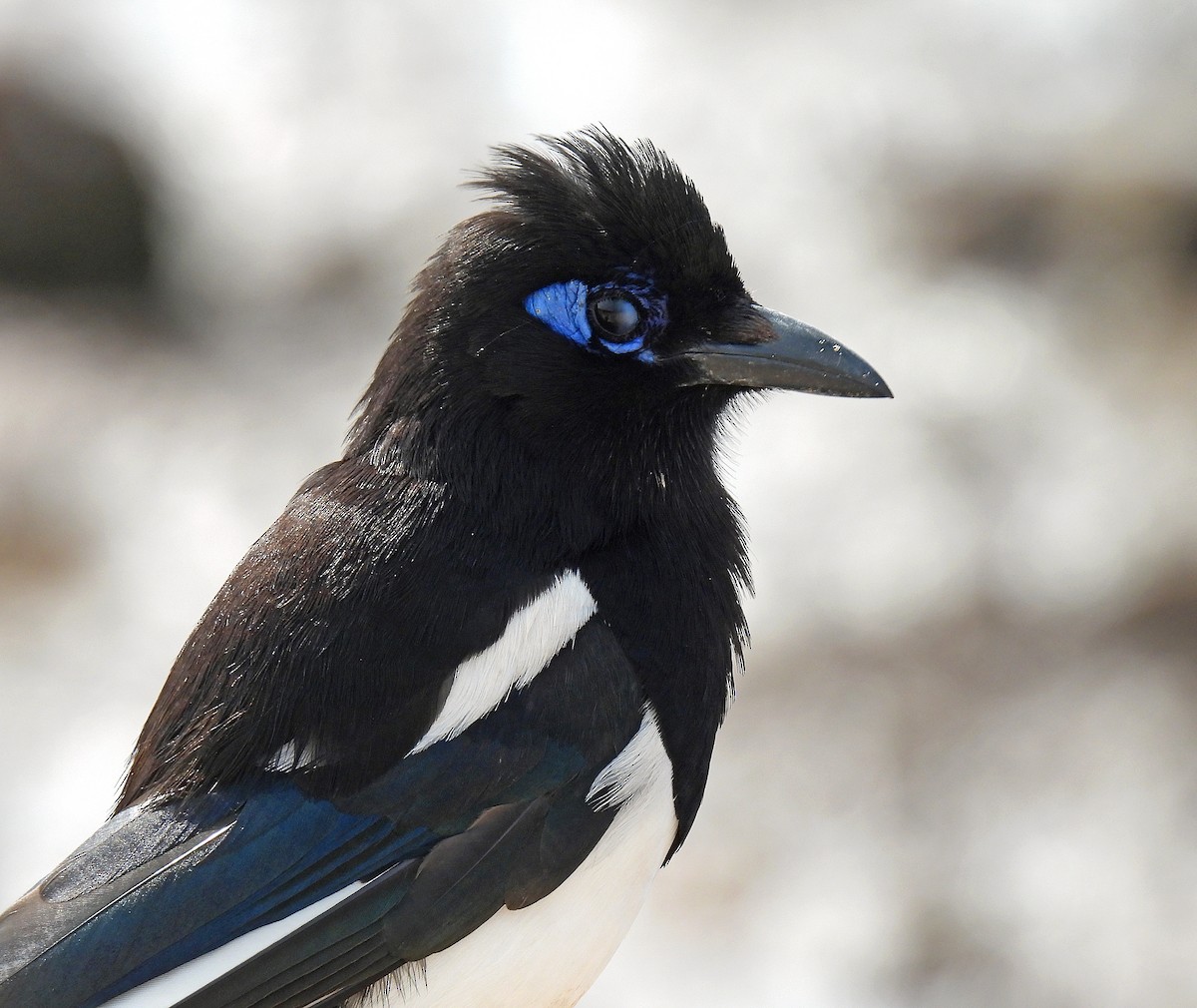 Maghreb Magpie - ML644608994