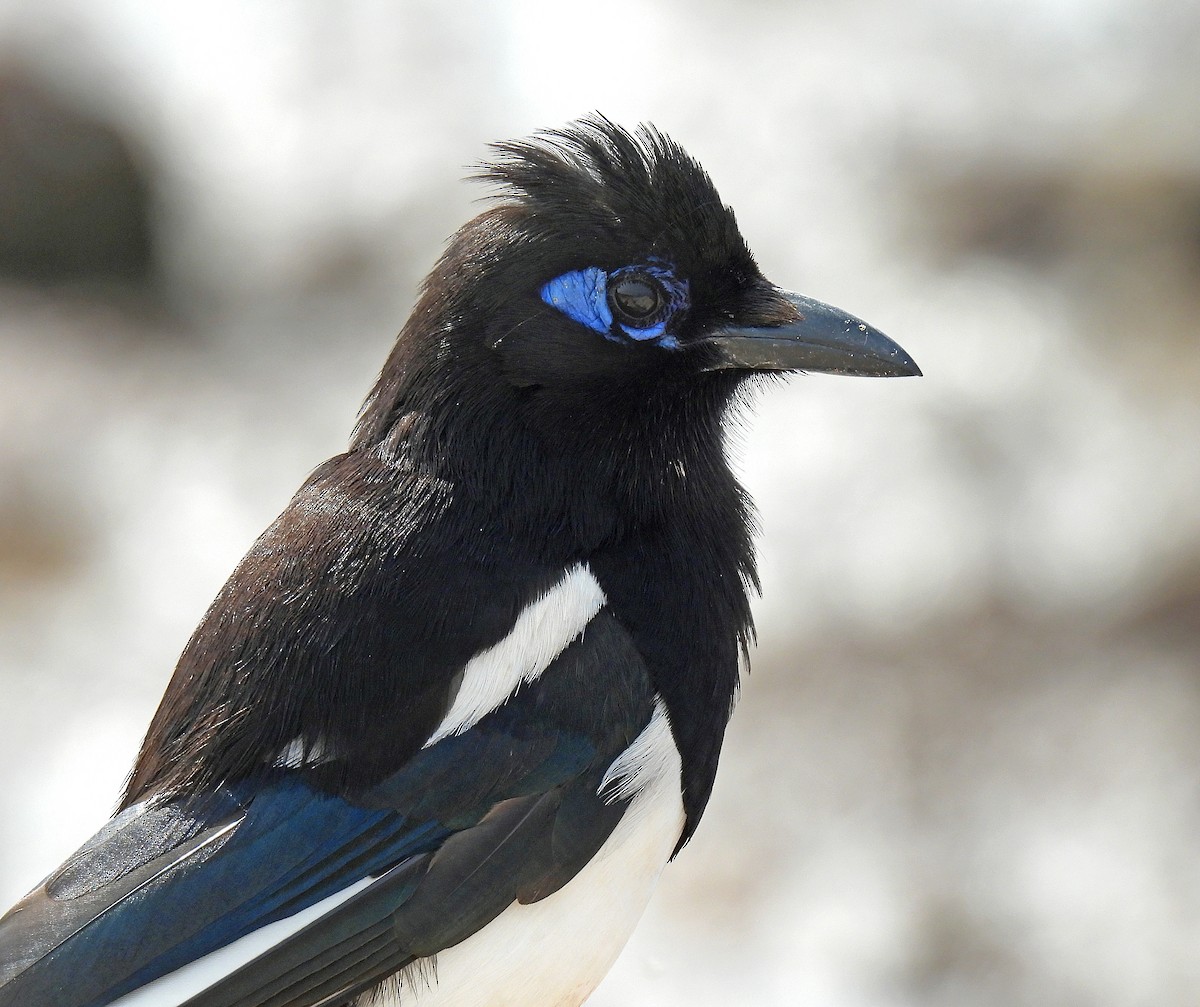 Maghreb Magpie - ML644608995