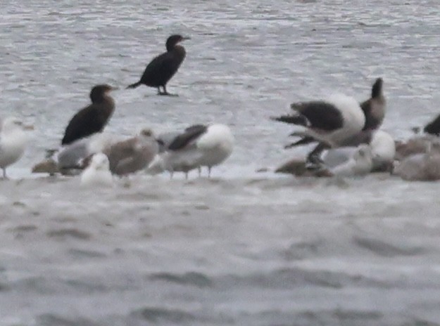 Double-crested Cormorant - ML644608996