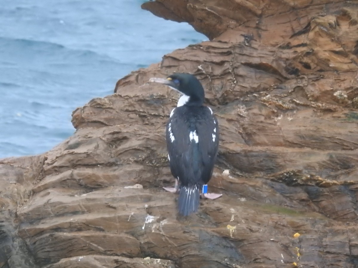 Warzenscharbe - ML644608999