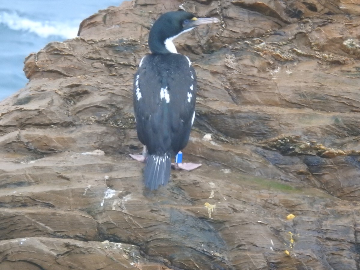 Warzenscharbe - ML644609002