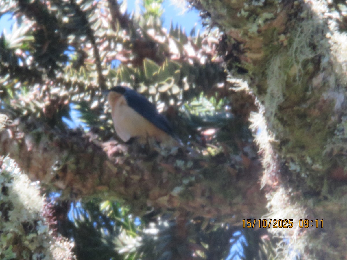 blekbrysttanagar - ML644609005