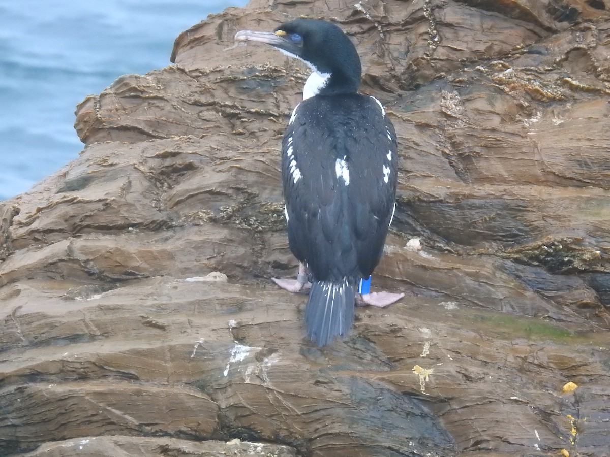 Warzenscharbe - ML644609008