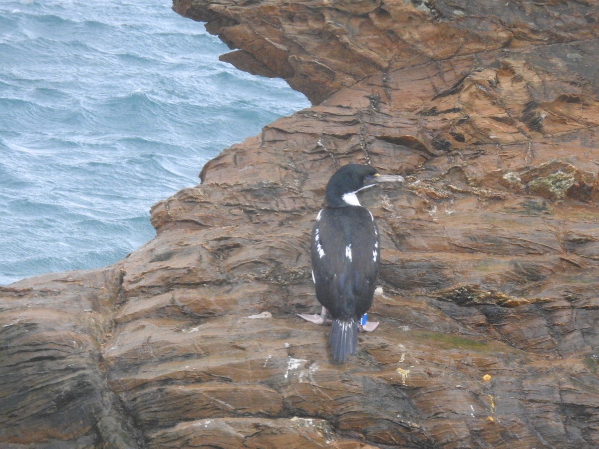 Warzenscharbe - ML644609011