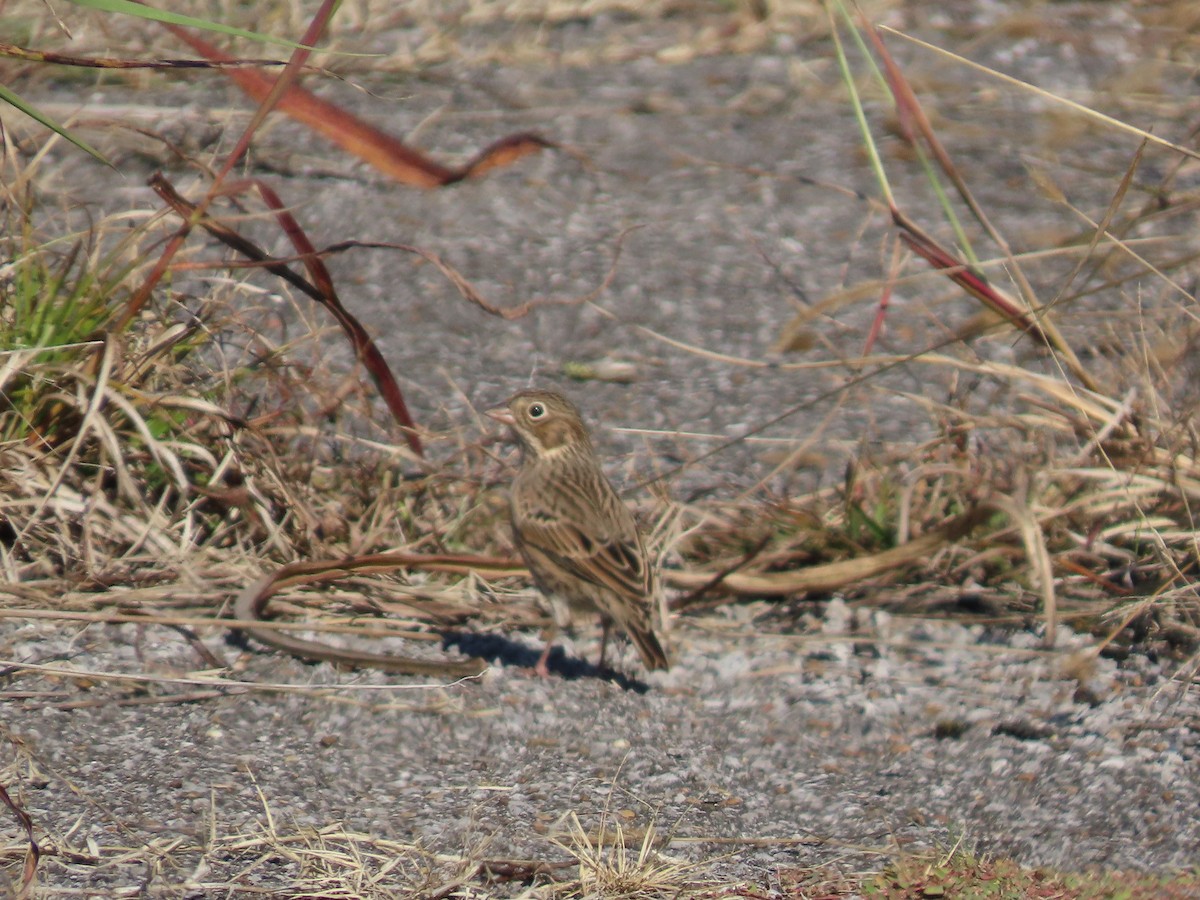 Vesper Sparrow - ML644609021