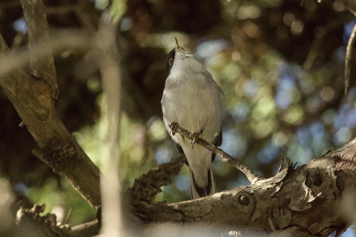 Txinbo burubeltza - ML644609026