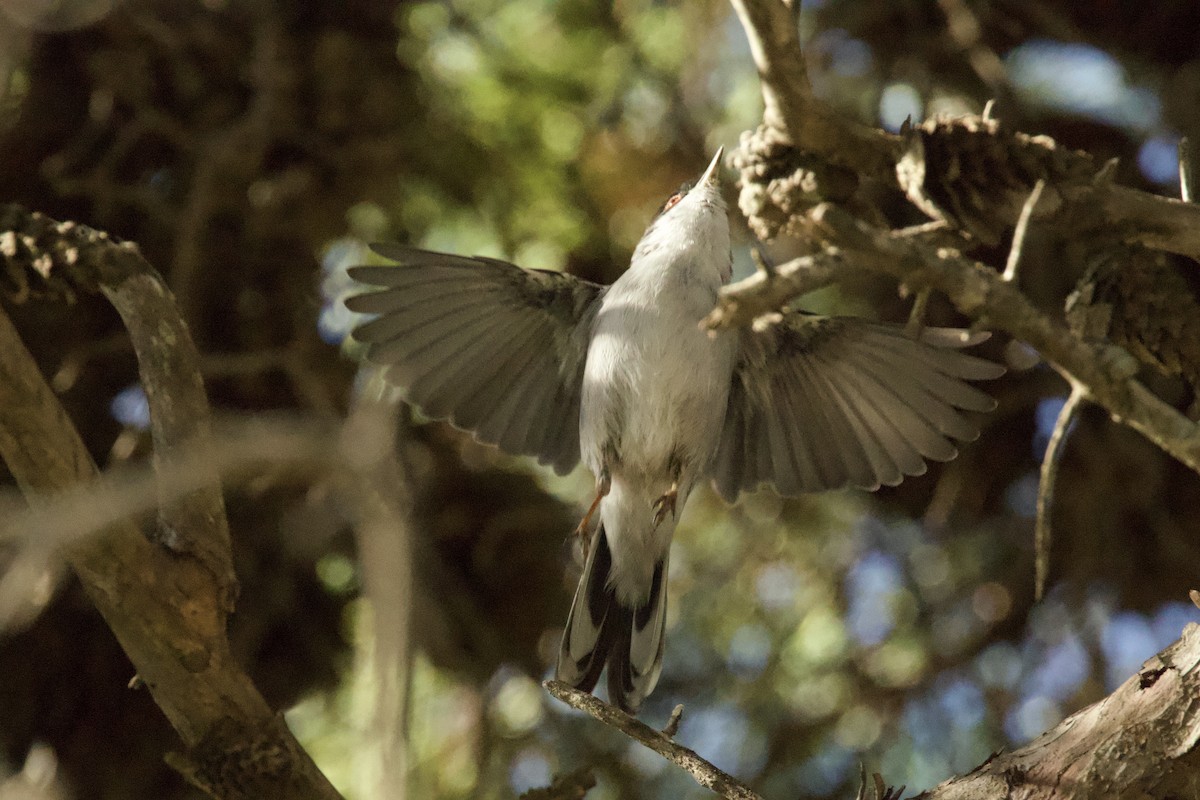 Txinbo burubeltza - ML644609027