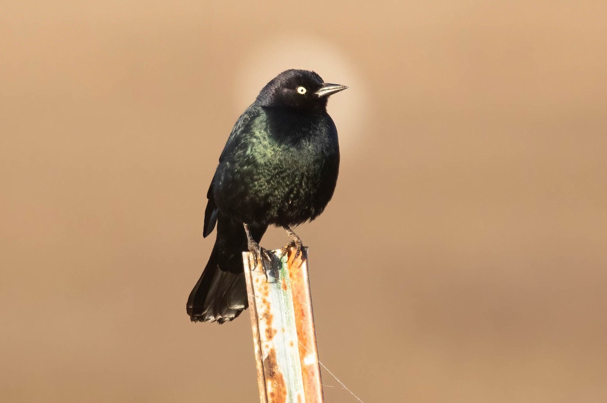 Brewer Karatavuğu - ML644609028