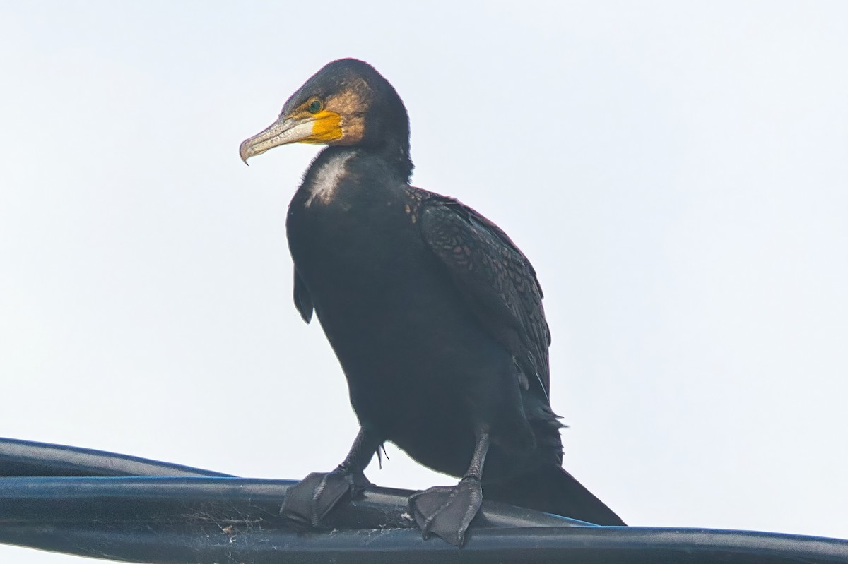 Cormorán Grande (Australiano) - ML644609035